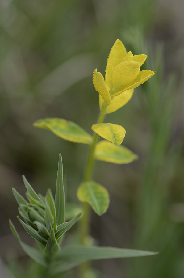 Germoglio giallo  da id. - Euforbia cfr. brittingeri